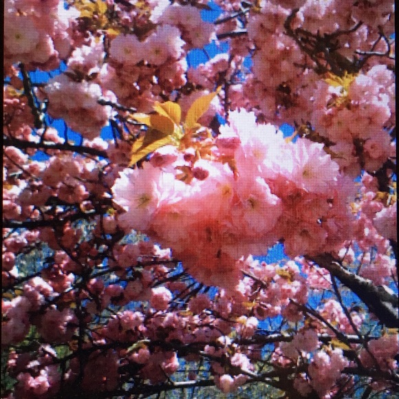 ๐๐น๐ท๐OPEN TO OFFERS!๐ฆ๐ธ๐ผ๐บ - Picture 3 of 10